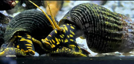 Tylomelania Polka Dot