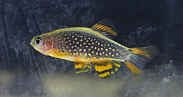 PERLHUHNBÄRBLING – DER FUNKELNDE EDELSTEIN FÜR JEDES NANO-AQUARIUM