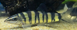 Kansu Prachtschmerle – Sinibotia robusta | Robuster, lebhafter Bodenbewohner für größere Aquarien