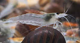 Weiße Amano Garnele Größe L (Caridina multidentata) – Der perfekte Algenprofi für jedes Aquarium
