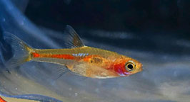 Goldfleck Zwergbärbling – Boraras merah | Farbenprächtiger Nano-Schwarmfisch fürs Aquarium