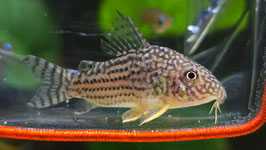 Orangeflossen Panzerwels – Hoplisoma Sterbai für lebendige Aquarien