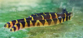 Geflecktes Dornauge – Der schüchterne Juwel für dein Aquarium