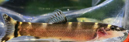 Prachtschmerle – Leptobotia tchangi
