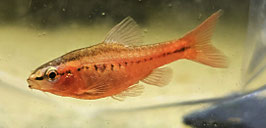 Bitterlings-Barbe – Puntius titteya | Farbenprächtiger Schwarmfisch fürs Aquarium