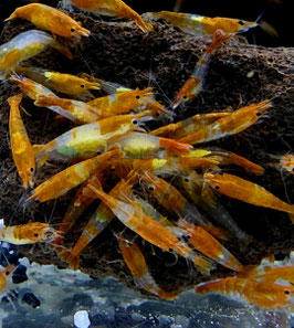 Orange Rili Zwerggarnele