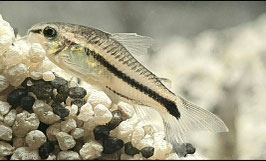 Pygmaeus Zwergpanzerwels