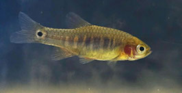 Querstreifen Zwergbärbling – Danio margaritatus | Farbenprächtiger Nano-Schwarmfisch für bepflanzte Aquarien