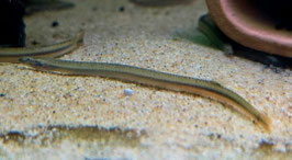 Aal-Dornauge – Pangio anguillaris | Friedlicher Bodenbewohner & faszinierender Blickfang fürs Aquarium