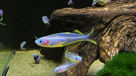 Gabelschwanz Blauaugenfisch