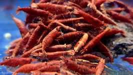 Rote Sakura
