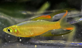 Filigran Regenbogenfisch