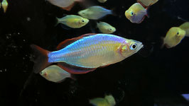 Diamant Regenbogenfisch