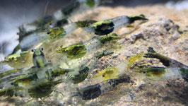 GREEN RILI ZWERGGARNELE – NEOCARIDINA  MIT EDELGRÜNE RILIZEICHNUNG FÜR NATÜRLICHE AQUARIENWELTEN