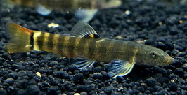 Regenbogenbach-Schmerle – Schistura spiloptera | Farbenfroher Strömungsliebhaber fürs Aquarium