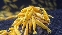 Orange Jinsha