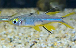 Celebes Sonnenstrahlfisch