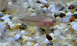 Pygmaeus Weißer Zwergpanzerwels