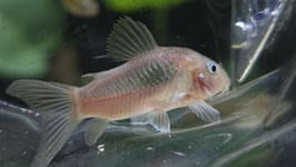 Metallpanzerwels – Osteogaster aeneus für lebendige Aquarien
