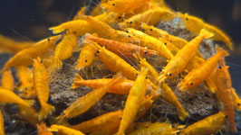 Orange Sunkist Sakura Zwerggarnele – Leuchtend orange Neocaridina für farbenfrohe Aquascapes