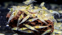 White Pearl Neocaridina – Strahlende Zwerggarnele für Ihr Aquarium