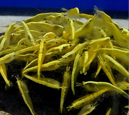 Yellow fire Neon Backline