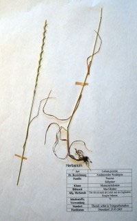 Lolium perenne