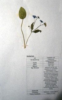 Omphalodes verna