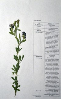 Medicago sativa