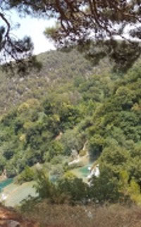 Potentilla reptans