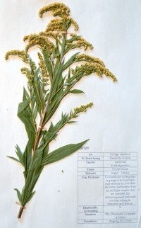 Solidago canadensis