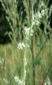 Asparagus officinalis