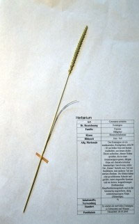 Cynosurus cristatus