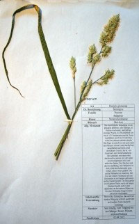 Dactylis glomerata