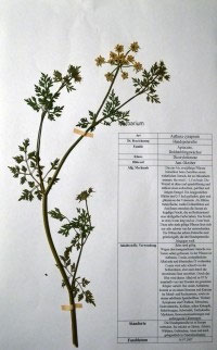 Aethusa cynapium