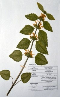 Lamium galeobdolon