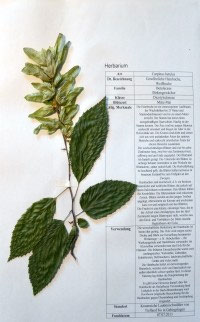 Carpinus betulus