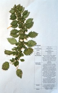Urtica urens