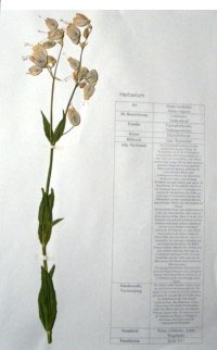 Silene cucubalus, Silene vulgaris