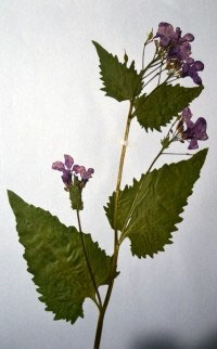 Hesperis matronalis