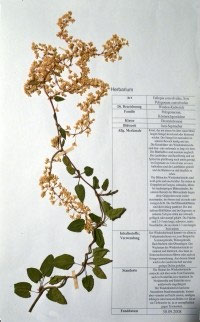 Fallopia convolvulus
