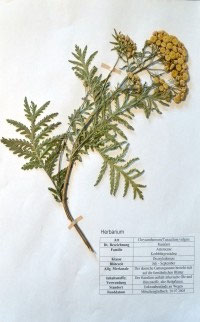 Tanacetum vulgare, Chrysanthemum vulgare