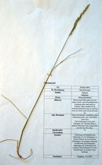 Festuca rubra