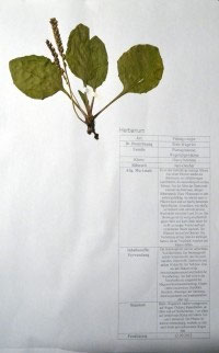 Plantago major
