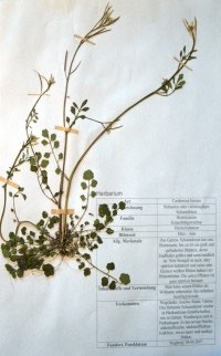 Cardamine hirsuta
