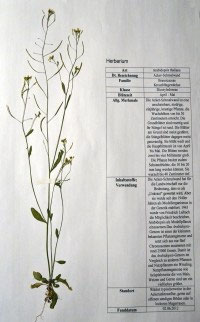 Arabidopsis thaliana
