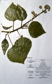 Hedera helix