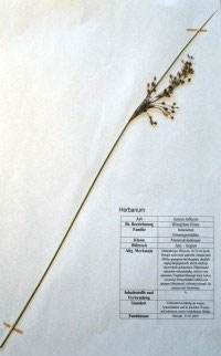Juncus inflexus