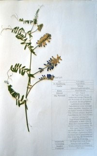 Vicia cracca