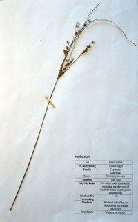 Carex remota